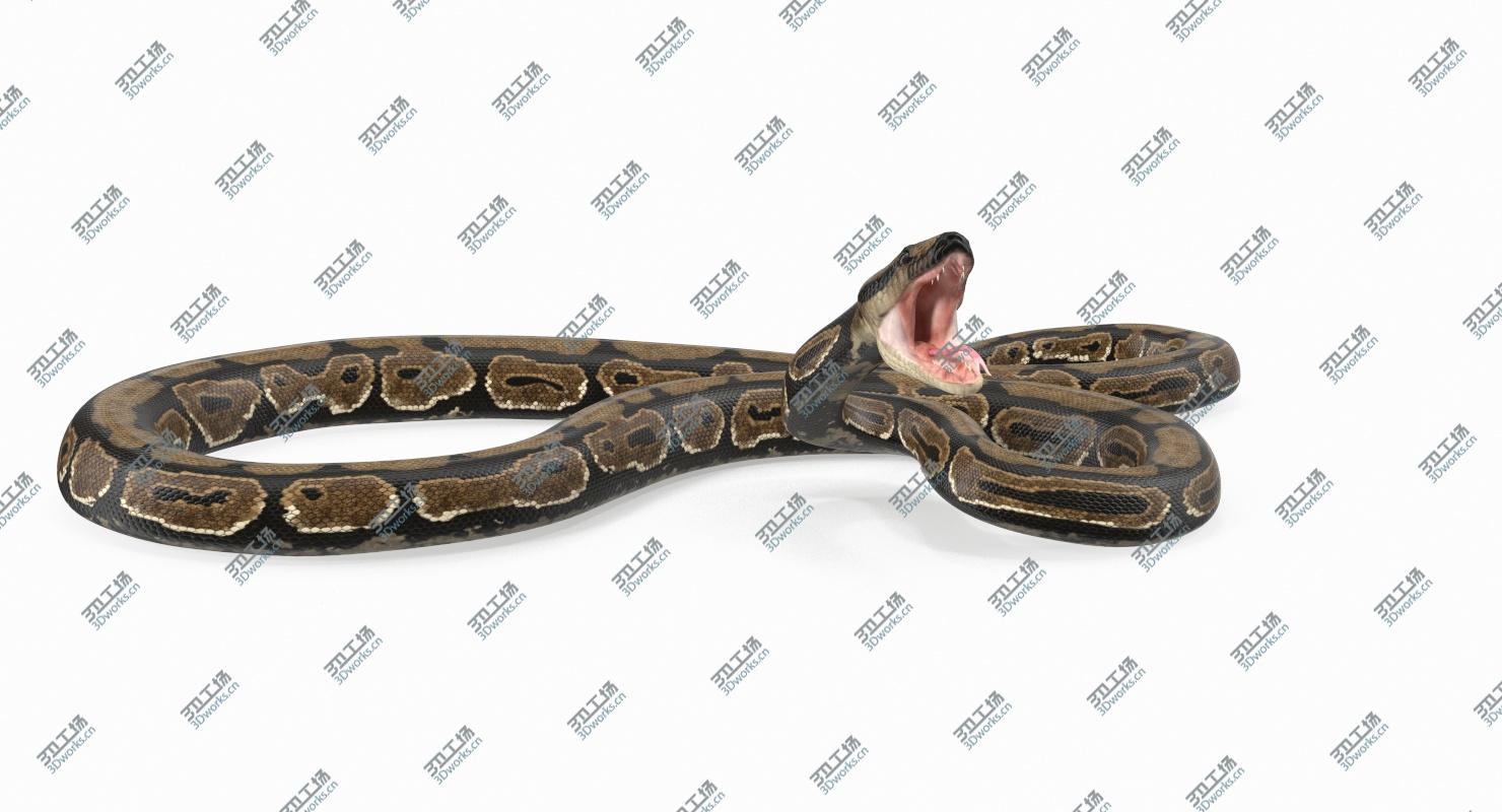 images/goods_img/202105073/3D Brown Python Snake Rigged 3D Model model/3.jpg